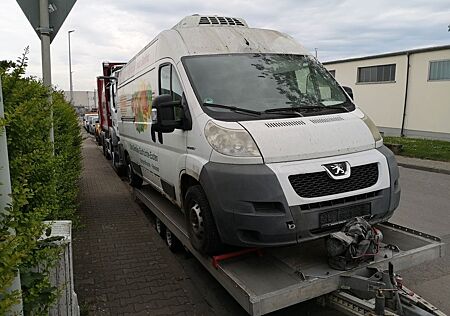 Peugeot Boxer MAXI KÜHLBUS--Kühlwagen ~KONVEKTA~