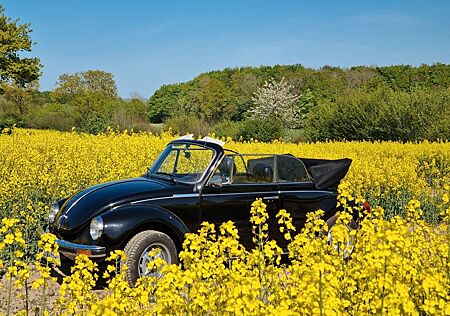 VW Käfer Volkswagen Cabrio 1303