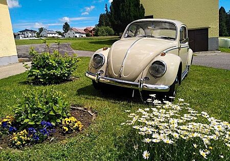 VW Käfer Volkswagen