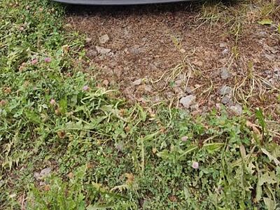 Seat Cordoba Comfort
