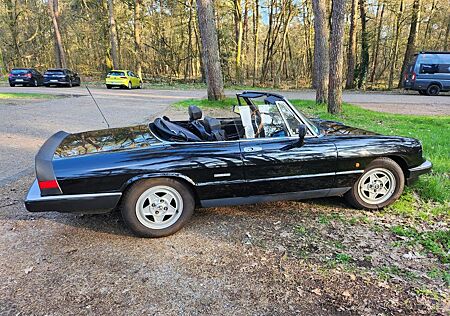 Alfa Romeo Spider Osterschnäpchen