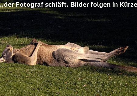 VW Beetle Volkswagen 1.2 TSI Design Leder Alu GRA PDC Klima