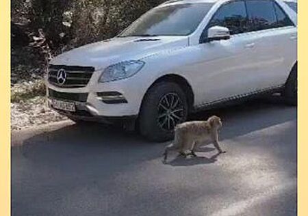 Mercedes-Benz ML 250 BlueTEC 4MATIC