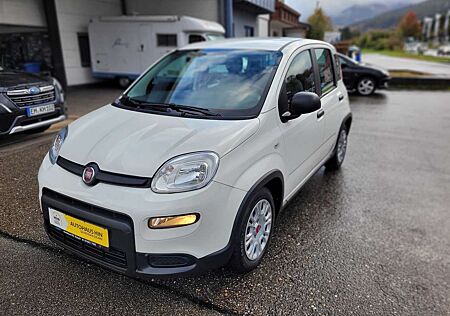 Fiat Panda gebraucht kaufen Fiat Panda Base Hybrid sehr 1,0 gepflegt 12 Monate Garantie