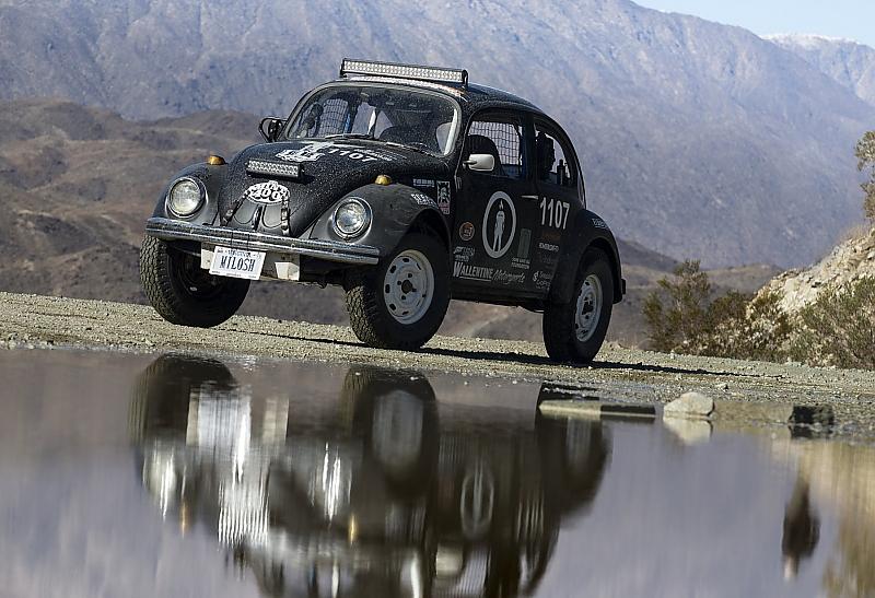 Faszination Beetle Bug