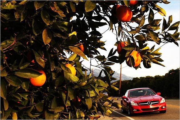 Gutes Klima für einen SL: Kalifornische Orangenbäume am Highway