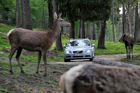 Volvo-Sicherheitstechnik - Keine Angst vor dem Elch