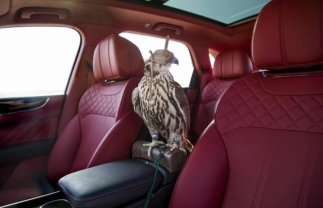 Auch im Innenraum des Bentayga findet der Falke einen Sitzplatz