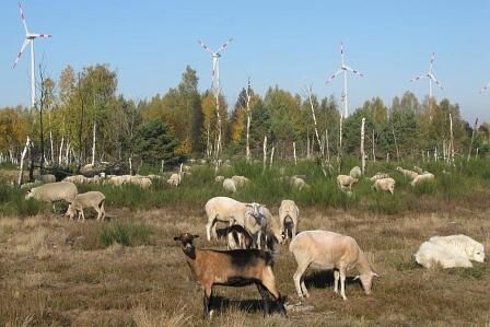 Windpark Heidehof, Bildquelle: Agentur für Erneuerbare Energien