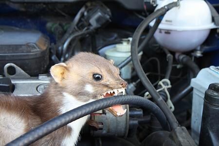 Ratgeber: Marderschäden am Auto   - Was das Nagetier mag – und was nicht  
