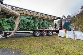 Ratgeber: Weihnachtsbaum-Transport  - Oh Tannenbaum, oh Tannenbaum….. 