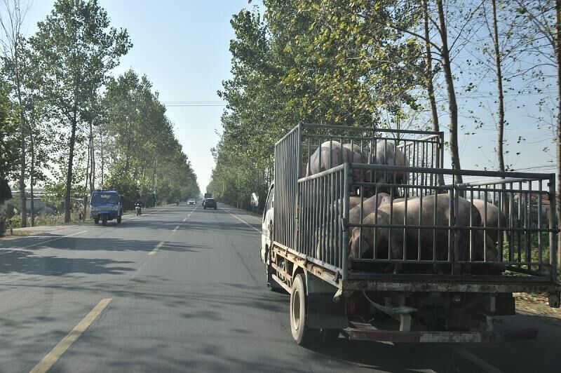 Ein Viehtransport gehört in China zur Tagesordnung