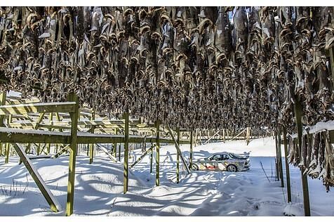 Fische werden im Freien zum Trocknen aufgehängt