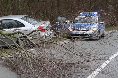 Ratgeber: Maibaum-Transport per Auto - Mit Sicherheit Liebe