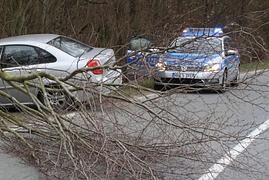 Ratgeber: Maibaum-Transport per Auto - Mit Sicherheit Liebe