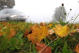Ratgeber: Sicher fahren im Herbst - Laub, Regen und lange Dunkelheit