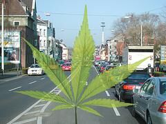 Cannabispatienten dürfen Auto fahren - Verantwortungsvoller Umgang gefragt