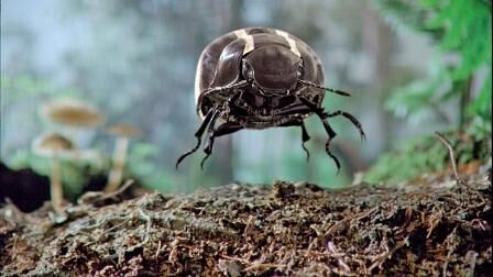VW-TV-Spot The Beetle