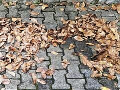 Ratgeber: Sicher unterwegs im Herbst - Bunte Blätter,  Böen und Bremswege