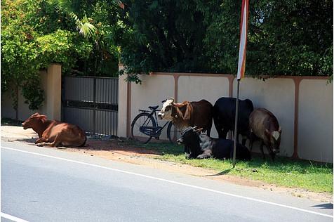 Heilige Kühe dürfen in Sri Lanka eigentlich alles.