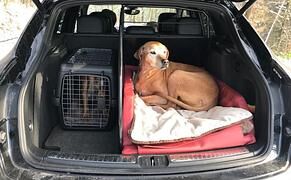 Ratgeber: Mit Bello und Mieze in den Urlaub - Mit Impfausweis und Transportbox