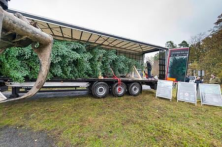 Ratgeber: Weihnachtsbaum-Transport  - Oh Tannenbaum, oh Tannenbaum….. 