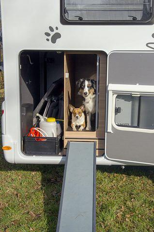 Auch Hunde dürfen bei manchen Wohnmobil-Vermietern mitgenommen werden
