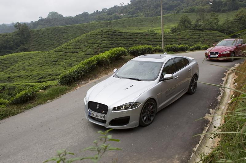 Jaguar Taste and Race