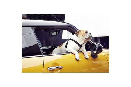 The Bulldog is back - der neue Mini kommt