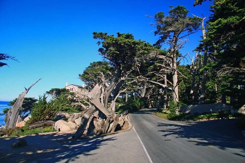 Der 17 Mile Drive Kalifornien führt durch einen Zypressen-Wald.