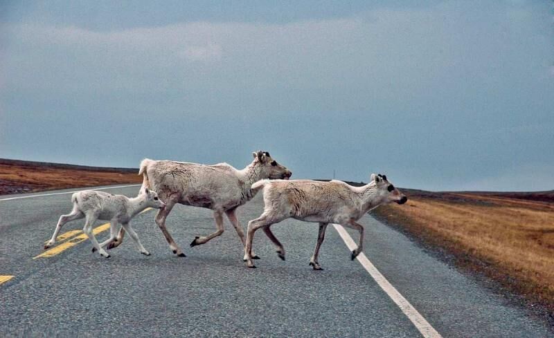 Auf dem Weg zum nördlichsten Punkt Europas laufen schon mal Rentiere über die Fahrbahn.