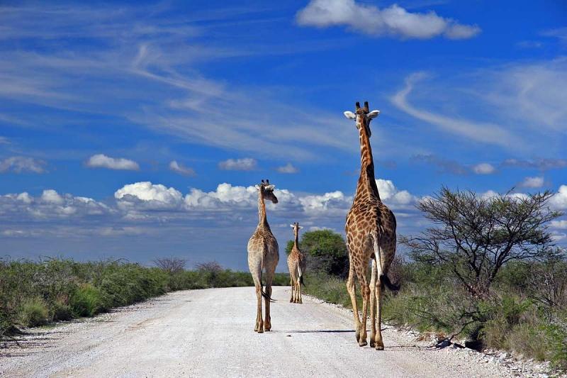 Giraffen teilen sich die Straße mit den Autofahrern.