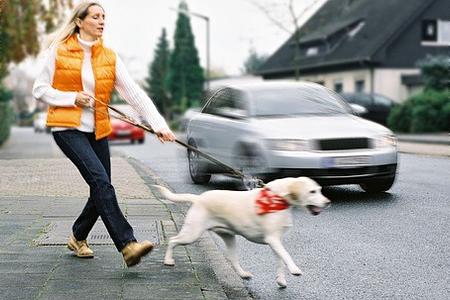 Schadenersatz: Bellender Hund darf Radfahrer nicht erschrecken