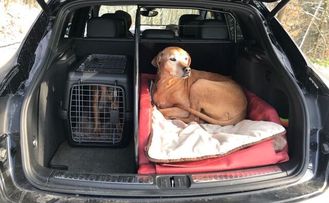 Ratgeber: Hunde im Auto transportieren  - Die Rücksitzlehne als Schwachstelle 