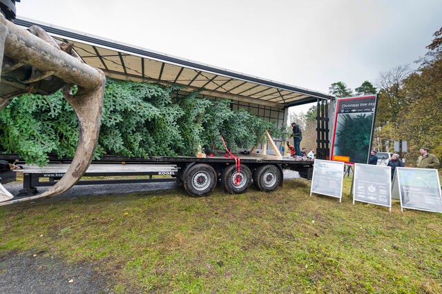 Ratgeber: Weihnachtsbaum-Transport -  Oh, Tannenbaum, wie kommst Du nach Hause?