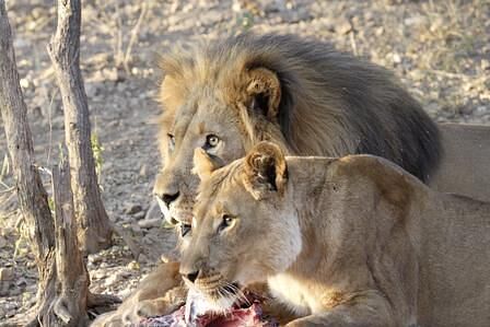 Mit dem BMW X5 durch Namibia