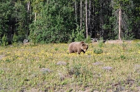 Die Wälder des Yukon sind Heimat der Grizzlys. Die Bären verlassen ihre Winterquartiere erst, wenn sich Schnee und Eis verzogen haben. Quelle: Yukonwide