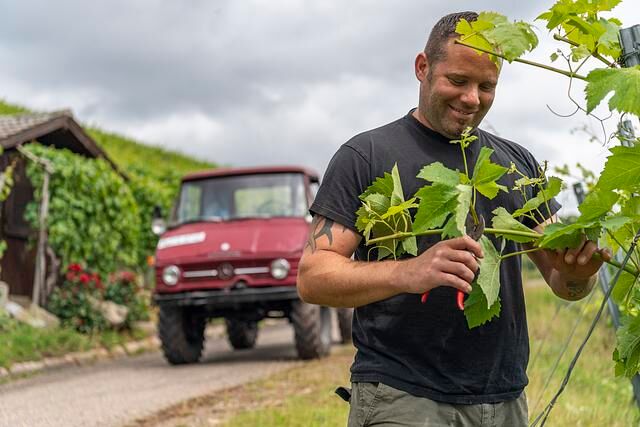 Aber in der Regel schleppt der Unimog nur seine zwei Anhänger die paar Kilometer zur Winzergenossenschaft