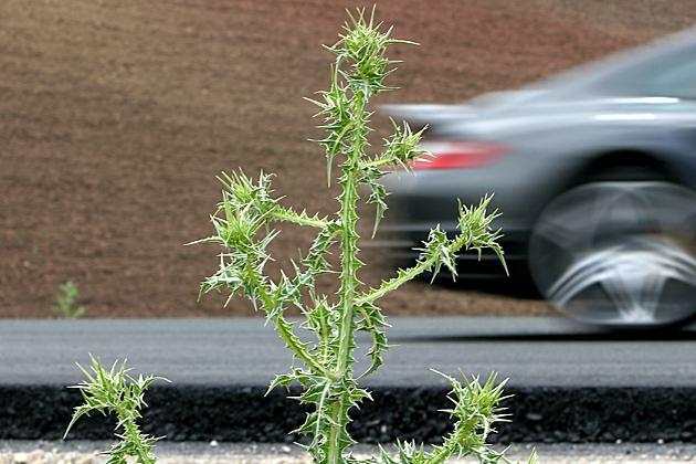 Bestechender Auftritt: Der 911 Turbo fährt so ziemlich allen anderen davon