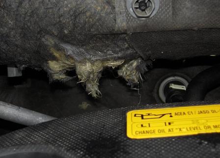 Marderschaden im Motorraum