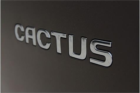 Zeigt Stacheln und ist genügsam: Der Name "Cactus" passt gut