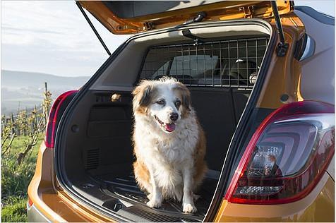 Falls Sie ihren Hund gerne im Kofferraum mitnehmen: Allzu groß sollte Fiffi nicht sein